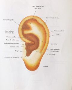 Auricoloterapia Denise Winkler Bologna