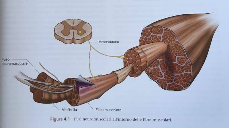 Fibra muscolare