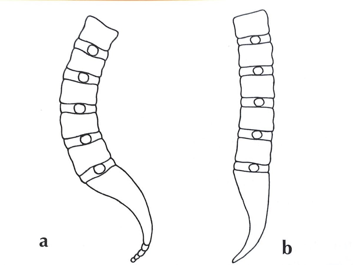 disegno anatomia colonna vertebrale coccige