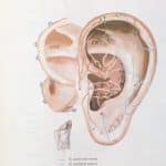 disegno anatomico di un orecchio con evidenziati punti di auricoloterapia