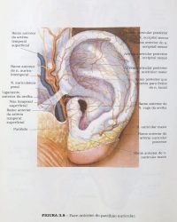 Punri riflesso Auricoloterapia